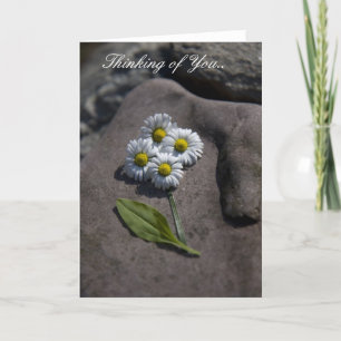 'Daisy' Thinking of You.. Card