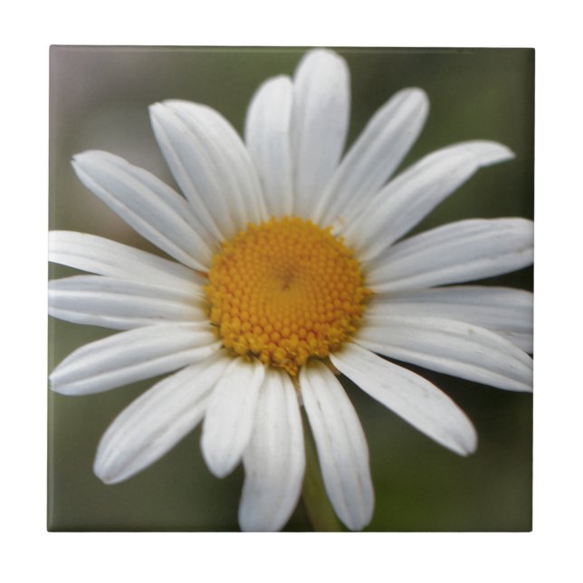 Daisy Tile (Front)