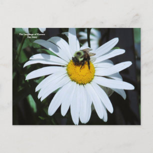 Daisy with Baby Bumblebee  Postcard