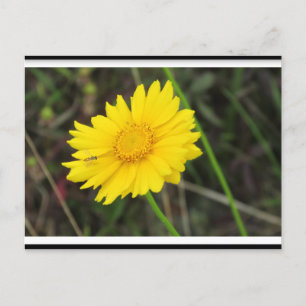 Daisy with Bee Postcard postcrossing