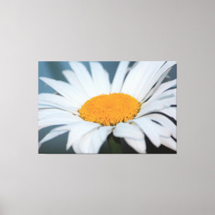 Daisy With Blue Greys Canvas Print
