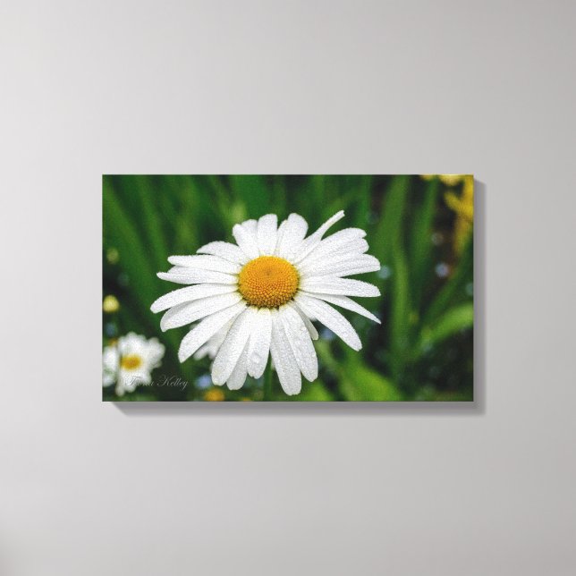 Daisy with Water Wrapped Canvas (Front)