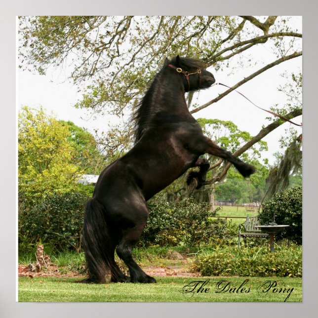 Dales Pony Poster (Front)