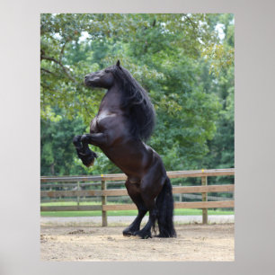 Dales Pony poster