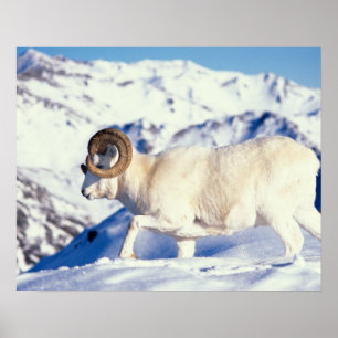 dall sheep, Ovis dalli, full curl ram on a Poster