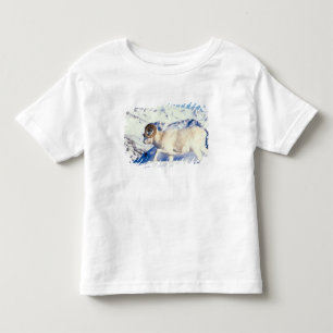 dall sheep, Ovis dalli, full curl ram Toddler T-Shirt