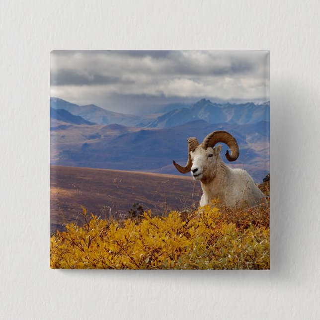dall sheep, Ovis dalli, ram 15 Cm Square Badge (Front)