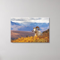dall sheep, Ovis dalli, ram