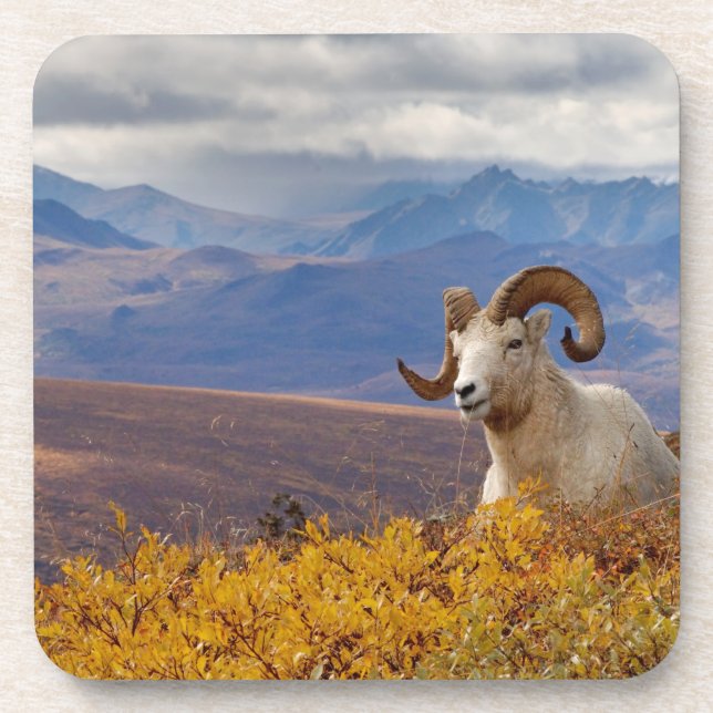 dall sheep, Ovis dalli, ram Coaster (Front)