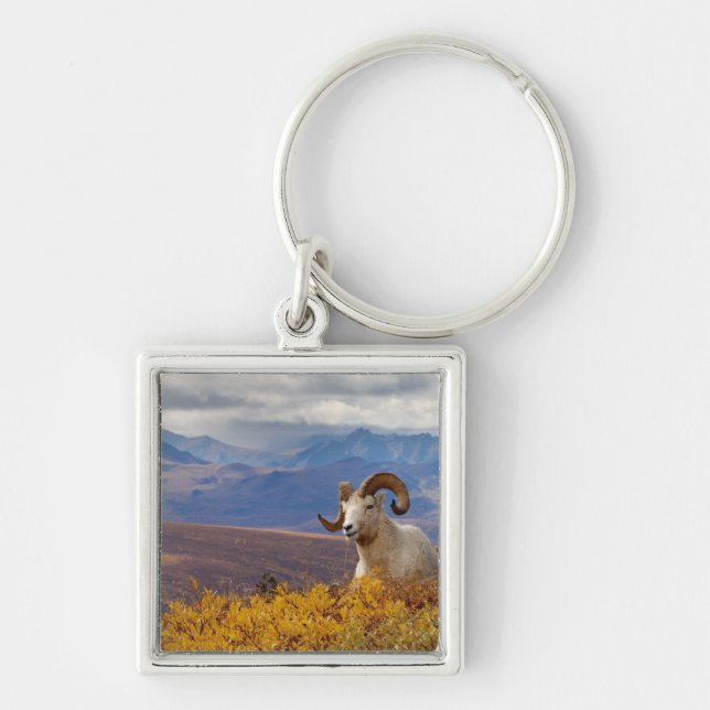 dall sheep, Ovis dalli, ram Key Ring (Front)