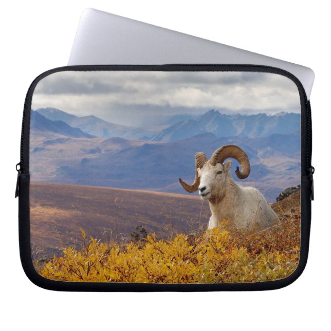 dall sheep, Ovis dalli, ram Laptop Sleeve (Front)