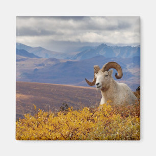 dall sheep, Ovis dalli, ram Magnet