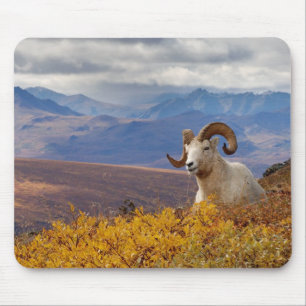 dall sheep, Ovis dalli, ram Mouse Pad