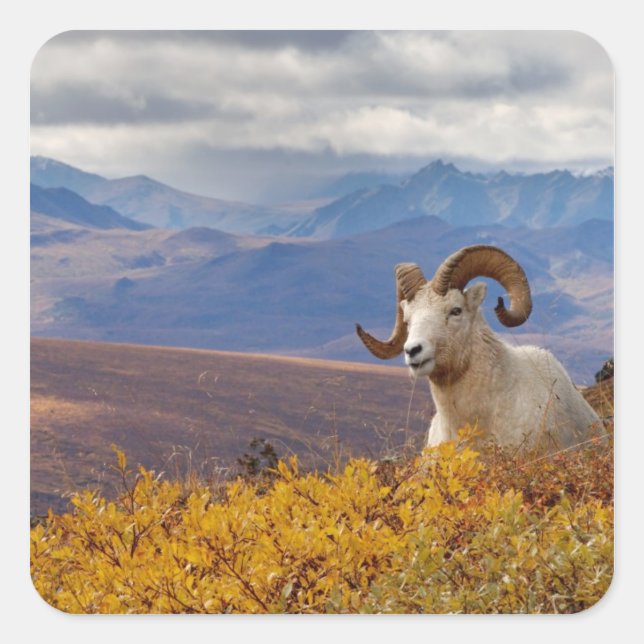 dall sheep, Ovis dalli, ram Square Sticker (Front)
