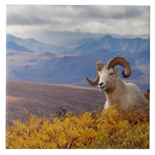 dall sheep, Ovis dalli, ram Tile