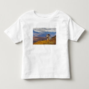 dall sheep, Ovis dalli, ram Toddler T-Shirt