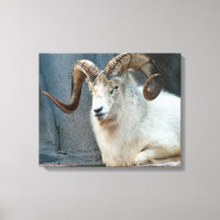 Dall Sheep Wrapped Canvas