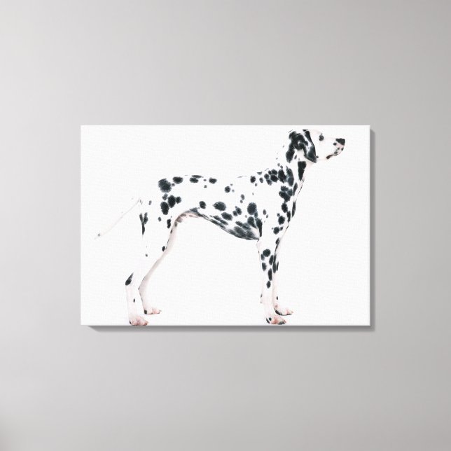 Dalmatian 2 canvas print (Front)