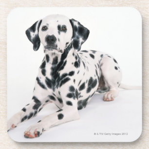Dalmatian 4 coaster