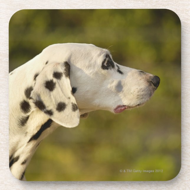 Dalmatian 4 coaster (Front)