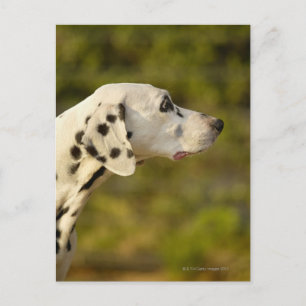 Dalmatian 4 postcard