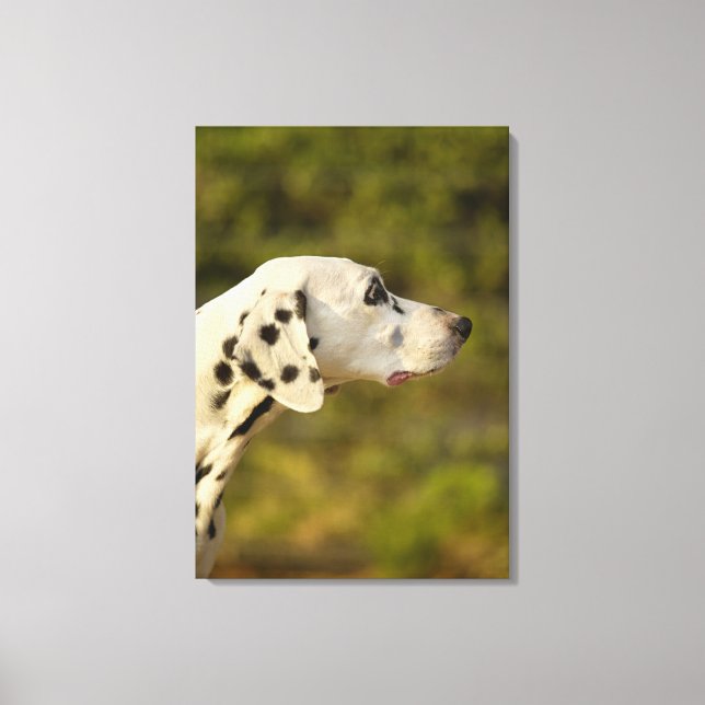 Dalmatian 9 canvas print (Front)
