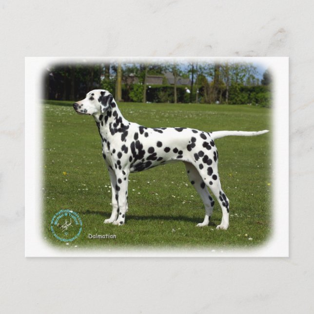 Dalmatian 9T085D-119 Postcard (Front)