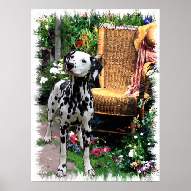 Dalmatian Art Print (Front)