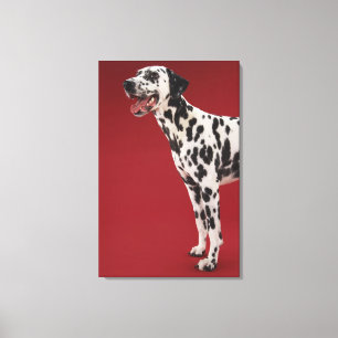 Dalmatian Canvas Print