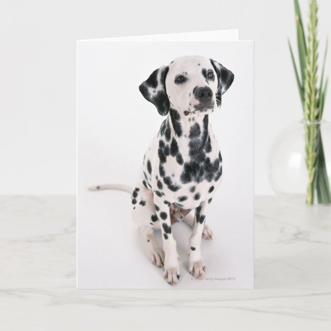 Dalmatian Card (Front)