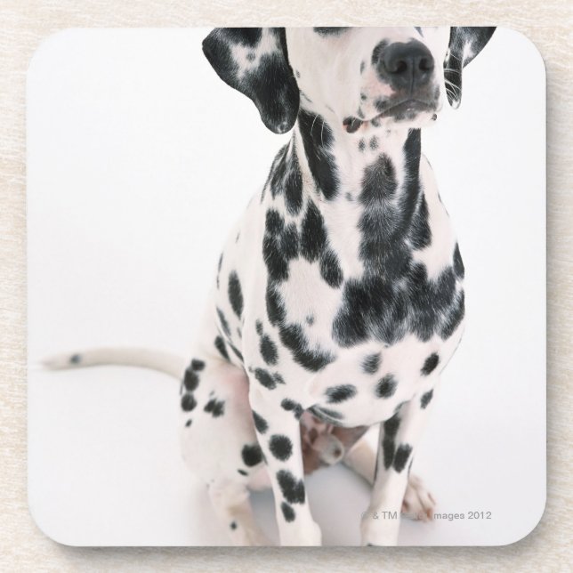 Dalmatian Coaster (Front)