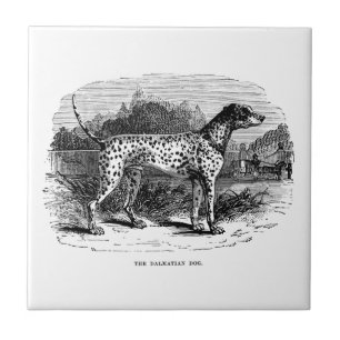Dalmatian Dog - Dalmatians and Dogs Template Tile