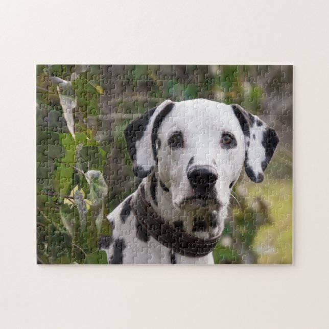 Dalmatian Dog Jigsaw Puzzle (Horizontal)