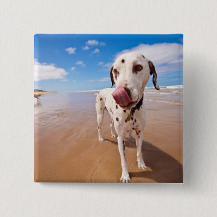Dalmatian Dog On Beach 15 Cm Square Badge