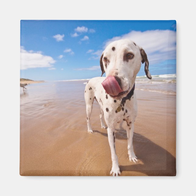 Dalmatian Dog On Beach Magnet (Front)