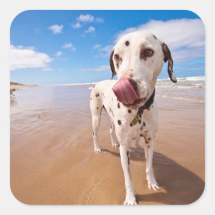 Dalmatian Dog On Beach Square Sticker