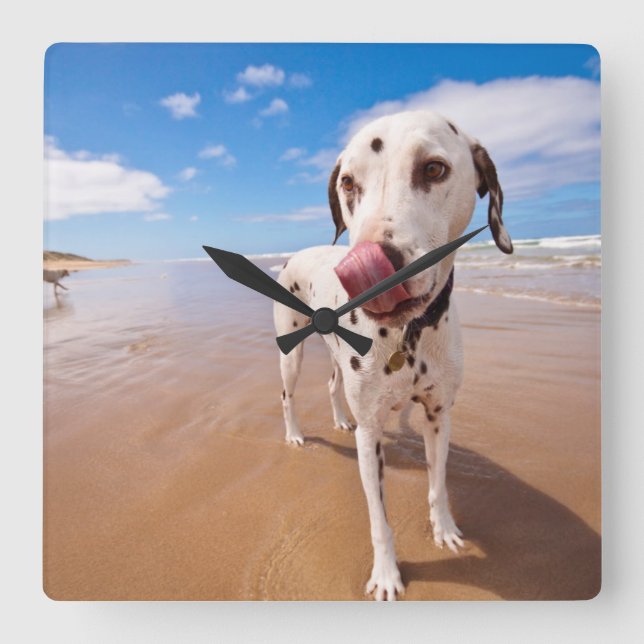 Dalmatian Dog On Beach Square Wall Clock (Front)