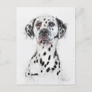 Dalmatian Dog Portrait Postcard