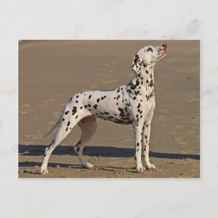 dalmatian-full.png postcard