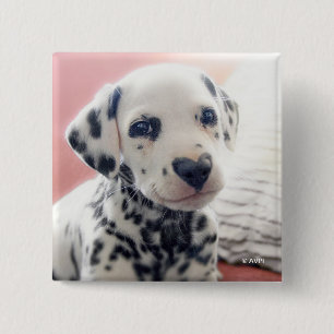 Dalmatian Heart Nose 15 Cm Square Badge