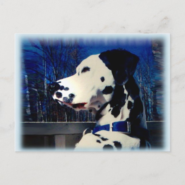 Dalmatian "Kelso" ~ Postcard (Front)