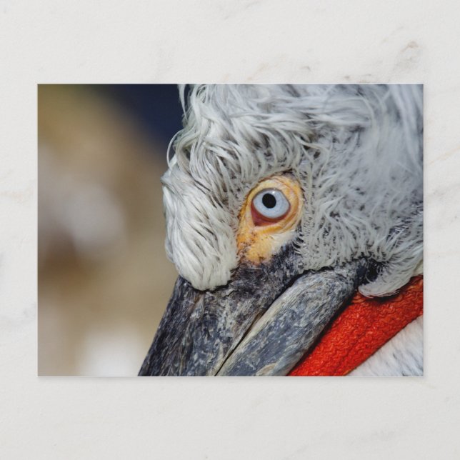 Dalmatian Pelican Postcard (Front)