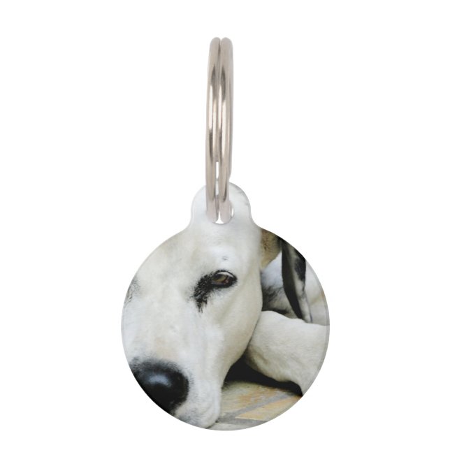Dalmatian Pet Tag (Front)