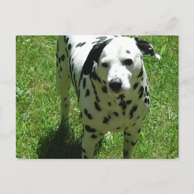 Dalmatian Photo Postcard (Front)