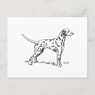 Dalmatian Postcard