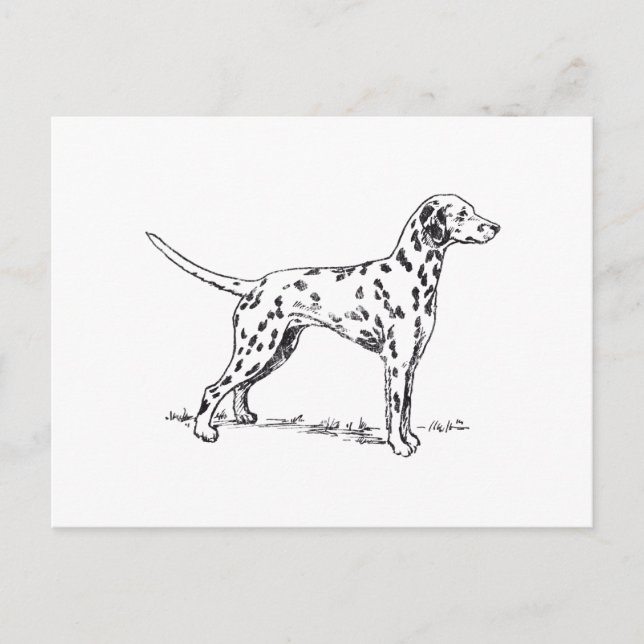 Dalmatian Postcard (Front)