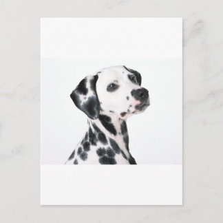 Dalmatian Postcard