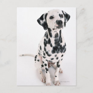 Dalmatian Postcard