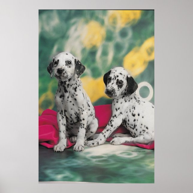 Dalmatian Puppies Poster (Front)