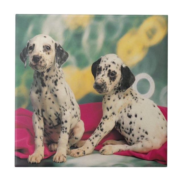 Dalmatian Puppies Tile (Front)